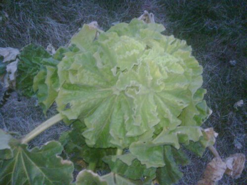 tree mallow