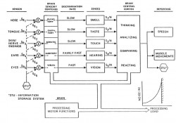 Fig. 1. Human brain and interaction with the senses.