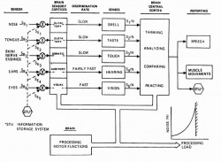 Fig. 2. Model of human brain interaction with senses. 